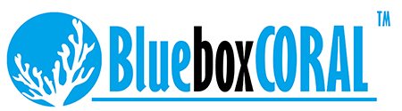 Akwarystyka morska BlueBoxCoral logo